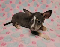 Gracie Marie, a female Chihuahua for sale in Keatchie, LA – 5 of 10