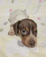 Buffie , a female Miniature Dachshund for sale in Keatchie, LA – 2 of 10