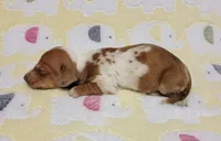 Baby KayKay , a female Miniature Dachshund for sale in Keatchie, LA – 4 of 10