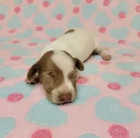 Addie, a female Miniature Dachshund for sale in Keatchie, LA – 5 of 10