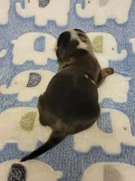 Pedro, a male Miniature Dachshund for sale in Keatchie, LA – 6 of 10