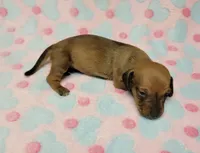Olivia Grace , a female Miniature Dachshund for sale in Keatchie, LA – 5 of 10