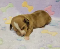 Sadie , a female Miniature Dachshund for sale in Keatchie, LA – 8 of 10