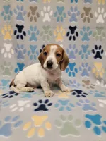 Baby John , a male Miniature Dachshund for sale in Keatchie, LA – 5 of 10