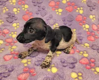 Emma Grace, a female Miniature Dachshund for sale in Keatchie, LA – 9 of 10