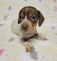 Buffie , a female Miniature Dachshund for sale in Keatchie, LA – 5 of 10