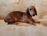 Jackson, a male Dachshund for sale in Keatchie, LA – 4 of 10