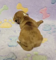 Sadie , a female Miniature Dachshund for sale in Keatchie, LA – 5 of 10
