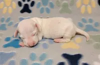 Frosty , a male Miniature Dachshund for sale in Keatchie, LA – 5 of 10