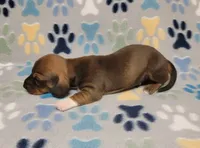 Baby Matthew , a male Miniature Dachshund for sale in Keatchie, LA – 6 of 10