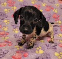 Oreo, a female Miniature Dachshund for sale in Keatchie, LA – 7 of 10