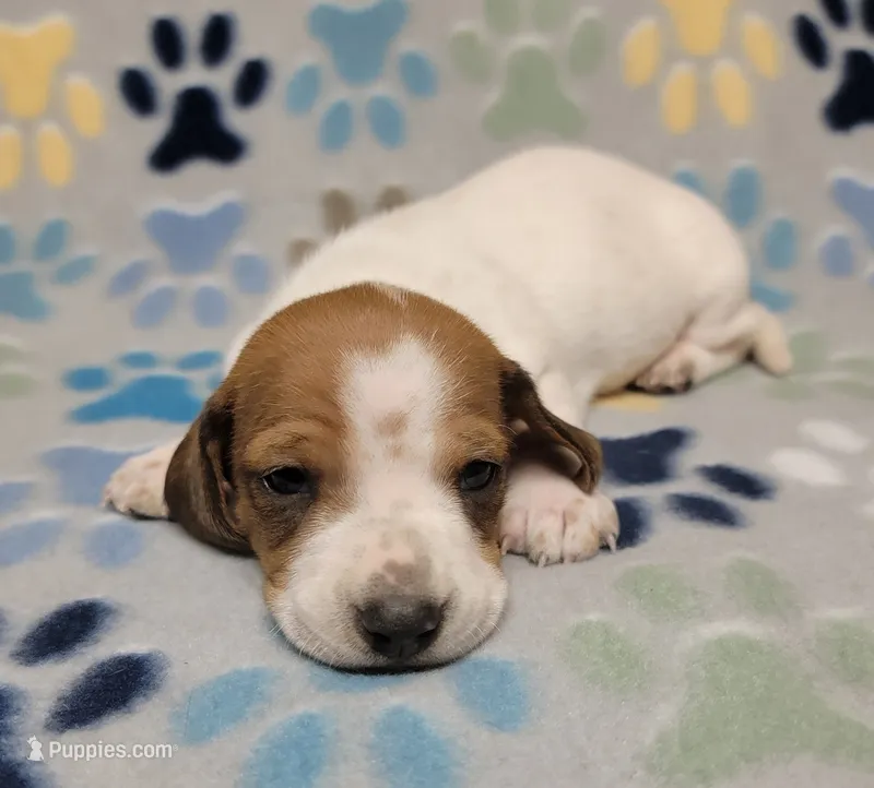 Baby John  – Miniature Dachshund puppy for sale in Keatchie, LA