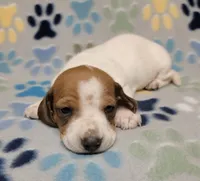 Baby John , a male Miniature Dachshund for sale in Keatchie, LA – 1 of 10