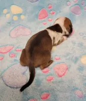 Baby Shilo, a male Miniature Dachshund for sale in Keatchie, LA – 7 of 10