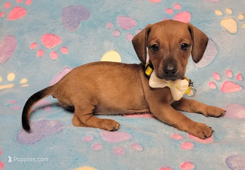 Olivia Grace  – Miniature Dachshund puppy for sale in Keatchie, LA