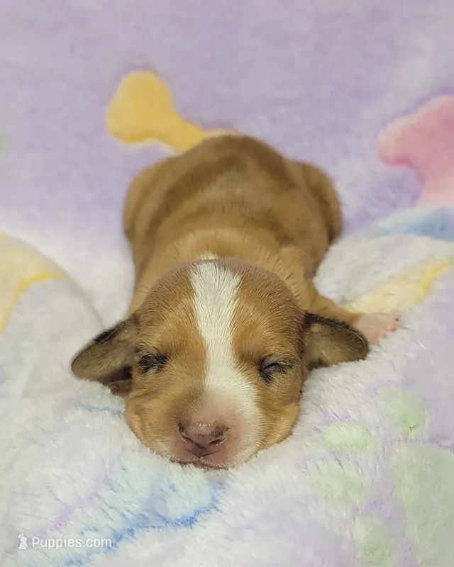 Sadie  – Miniature Dachshund puppy for sale in Keatchie, LA