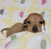 Tiny, a male Miniature Dachshund for sale in Keatchie, LA – 4 of 10