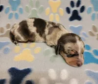 Hershey , a male Miniature Dachshund for sale in Keatchie, LA – 5 of 10