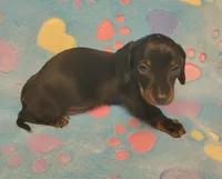 Rascal , a male Miniature Dachshund for sale in Keatchie, LA – 10 of 10