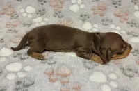Sammy, a male Miniature Dachshund for sale in Keatchie, LA – 7 of 9