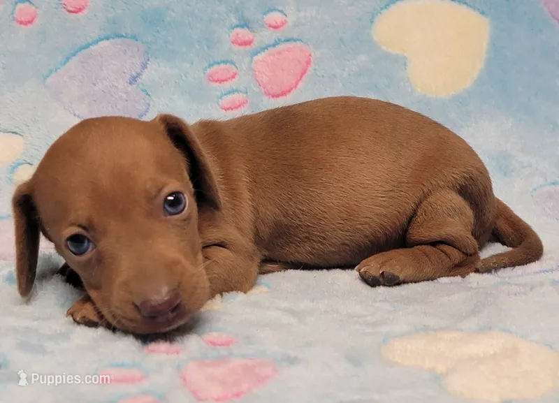 Amberly Marie – Miniature Dachshund puppy for sale in Keatchie, LA