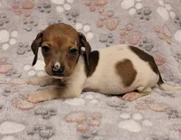 Harley , a male Miniature Dachshund for sale in Keatchie, LA – 5 of 10