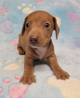 Amberly Marie, a female Miniature Dachshund for sale in Keatchie, LA – 8 of 10