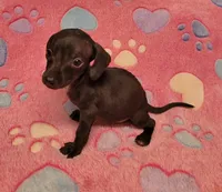 Tweety, a female Miniature Dachshund for sale in Keatchie, LA – 6 of 10