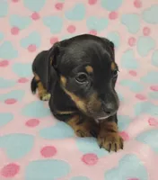 Dottie , a female Miniature Dachshund for sale in Keatchie, LA – 2 of 10