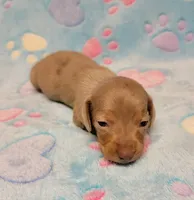 Baby Milo, a male Miniature Dachshund for sale in Keatchie, LA – 6 of 10