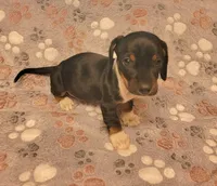Rocky, a male Miniature Dachshund for sale in Keatchie, LA – 10 of 10