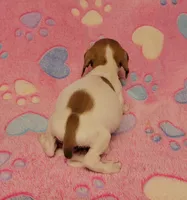 Twinkie , a female Miniature Dachshund for sale in Keatchie, LA – 7 of 10