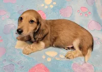 Charlie, a male Miniature Dachshund for sale in Keatchie, LA – 8 of 10