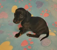 Rascal , a male Miniature Dachshund for sale in Keatchie, LA – 7 of 10