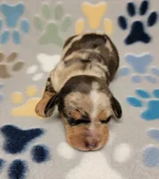 Hershey , a male Miniature Dachshund for sale in Keatchie, LA – 3 of 10