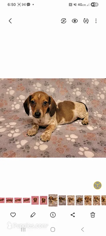 Bo Jangles  – Miniature Dachshund puppy for sale in Keatchie, LA