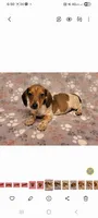 Bo Jangles , a male Miniature Dachshund for sale in Keatchie, LA – 1 of 9