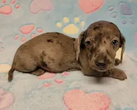 Cooper Wayne , a male Miniature Dachshund for sale in Keatchie, LA – 6 of 10