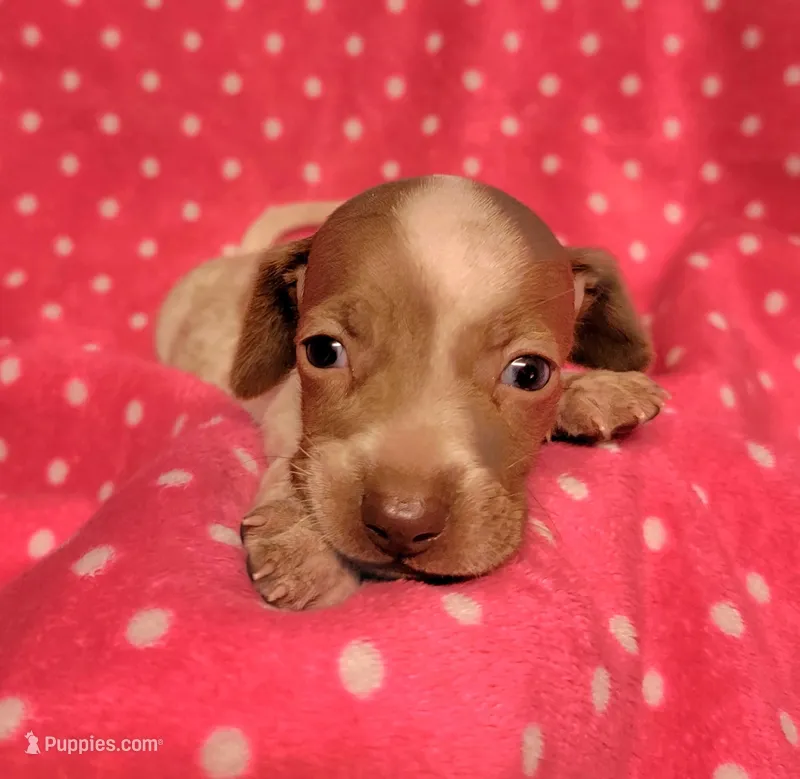 Addie – Miniature Dachshund puppy for sale in Keatchie, LA