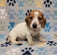 Baby John , a male Miniature Dachshund for sale in Keatchie, LA – 8 of 10