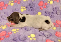 Maddie , a female Miniature Dachshund for sale in Keatchie, LA – 5 of 10