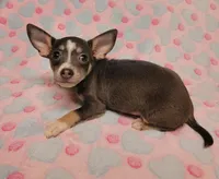 Gracie Marie, a female Chihuahua for sale in Keatchie, LA – 6 of 10
