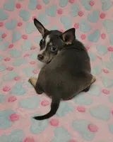 Gracie Marie, a female Chihuahua for sale in Keatchie, LA – 7 of 10