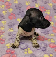 Emma Grace, a female Miniature Dachshund for sale in Keatchie, LA – 3 of 10
