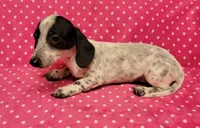 Speckles , a female Miniature Dachshund for sale in Keatchie, LA – 8 of 10