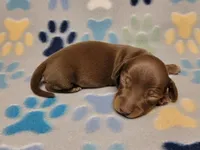 Sonny, a male Miniature Dachshund for sale in Keatchie, LA – 9 of 10