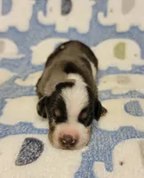 Pedro, a male Miniature Dachshund for sale in Keatchie, LA – 3 of 10