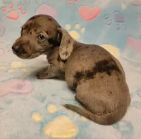 Cooper Wayne , a male Miniature Dachshund for sale in Keatchie, LA – 7 of 10