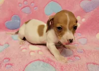 Twinkie , a female Miniature Dachshund for sale in Keatchie, LA – 2 of 10