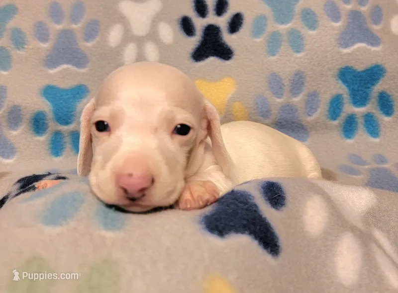 Frosty  – Miniature Dachshund puppy for sale in Keatchie, LA